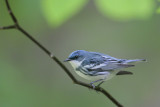 Cerulean Warbler