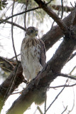 Coopers Hawk