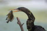 Anhinga