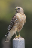 Red-shouldered Hawk