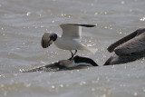 Laughing Gull and Brown Pelican