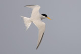 Least Tern