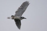 Yellow-crowned Night-Heron