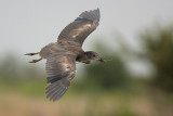 Yellow-crowned Night-Heron