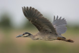 Yellow-crowned Night-Heron