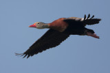 Black-bellied Whistling-Duck