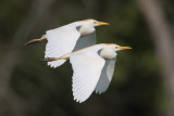 Cattle Egret