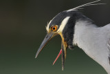 Yellow-crowned Night-Heron