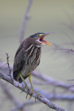 Green Heron