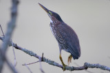 Green Heron