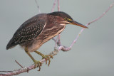 Green Heron