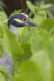 Yellow-crowned Night-Heron