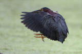 Green Heron