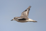 Black-bellied Plover