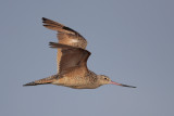 Marbled Godwit