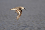 Sanderling