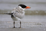 Caspian Tern