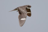 Common Nighthawk