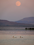 Sanctuary, Tule Lake National Wildlife Refuge, Tule Lake, California, 2008