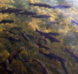 Trout tapestry, Wizard Falls Hatchery, Camp Sherman, Oregon, 2008