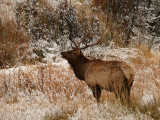Bull Elk, Gardner River Canyon, Yellowstone National Park, Wyoming, 2008