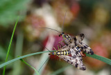 Scorpionflies mating (Panorpa communis)