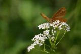 Maybe Angerona prunaria?