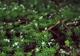 Little stars