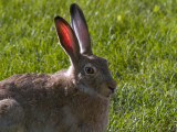 Hares and Jackrabbits