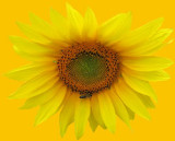 sunflower button.jpg