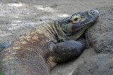 KOMODO CLOSE UP