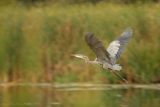 GREAT BLUE TAKE-OFF