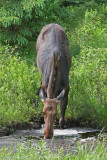 THIRSTY MOOSE COW