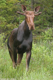 FULL BULL