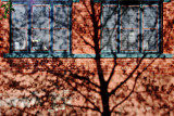 Shadow