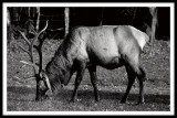 Catalooche Elk