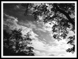 Tree Silhouette & Clouds - Horizontal