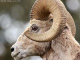 Bighorn Ram