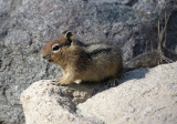 Golden-Mantled Ground Squirrel(Spermophilus saturatus)