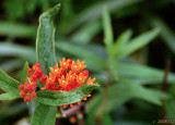 Brilliant Butterfly Weed