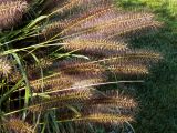  Giant Foxtail