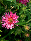 Pink Flower