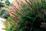 Giant Foxtail 2.