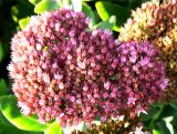 Sedum at Sunset Close-up