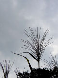 Seed Head Silhouette