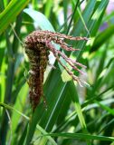 Seedhead Unfolding
