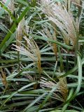 Grass Plumes