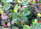 Ripe Berries and Turning Leaves