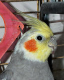 Mug Shot Side View