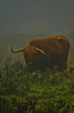 Scottish Highlander cow
